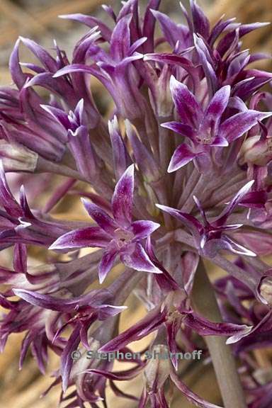 allium abramsii 3 graphic